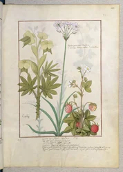 Consiligo, Binsen und Erdbeeren, Illustration aus dem Buch der einfachen Heilmittel von Mattheaus Platearius 128r